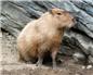 capybara