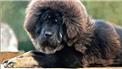 tibetan mastiff