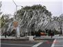 toomer s corner trees