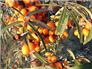 sea buckthorn oil