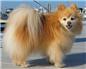 pomeranian